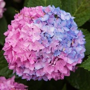 Meet your Posher, Farah